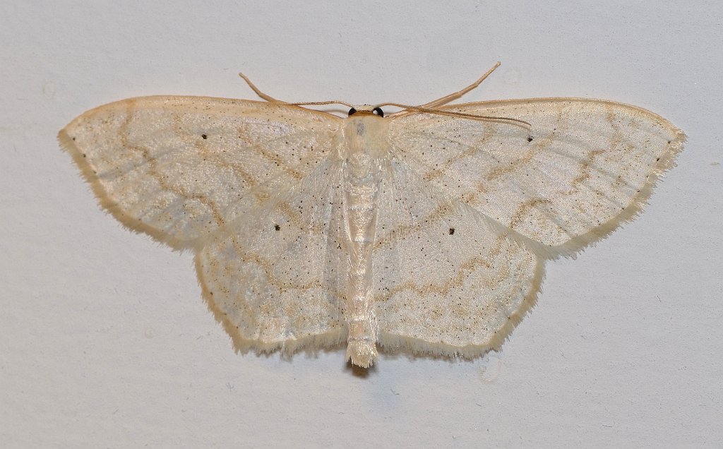 061 2013-06298540 Pointe Rok, MA.JPG - Soft-lined Wave Moth (Scopula inductata). Pointe Rok Estates, MA, 6-29-2013